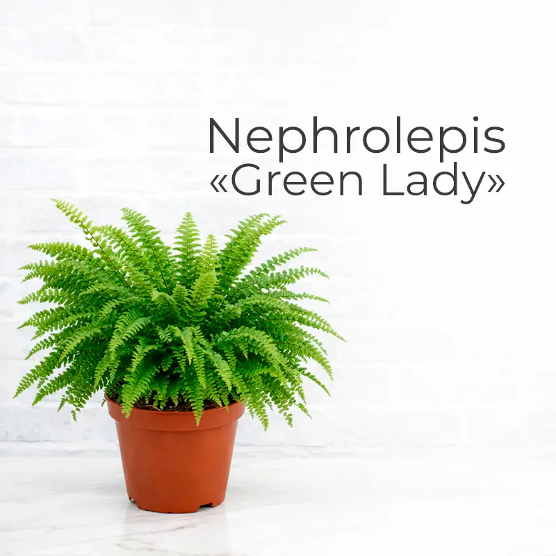 Нефролепис (Nephrolepis)