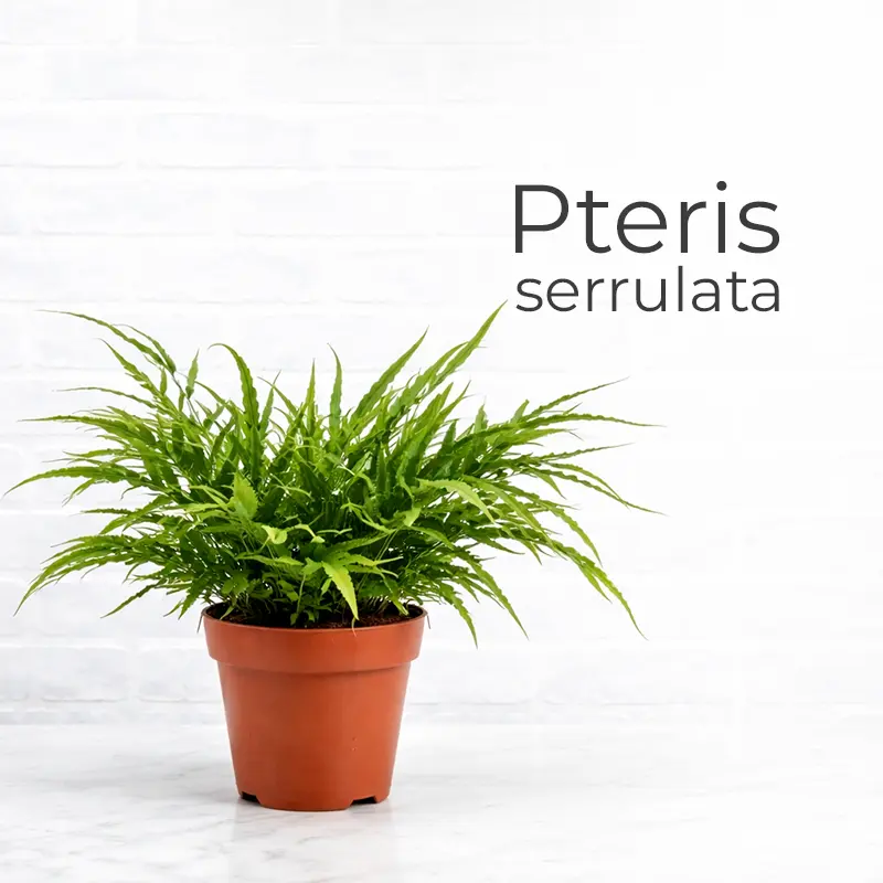 Нефролепис (Nephrolepis)