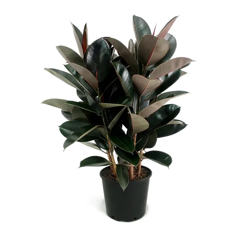 Ficus elastica ‘Burgundy’