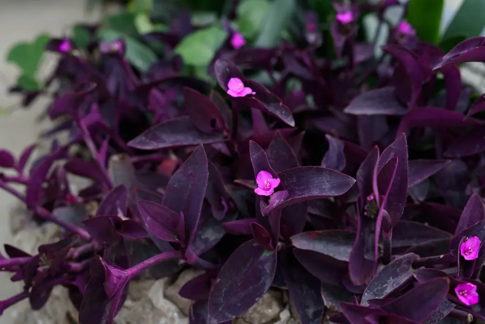 Традесканция паллида (Tradescantia pallida)