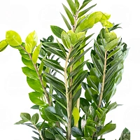 Замиокулькас/ Zamioculcas zamiifolia купить