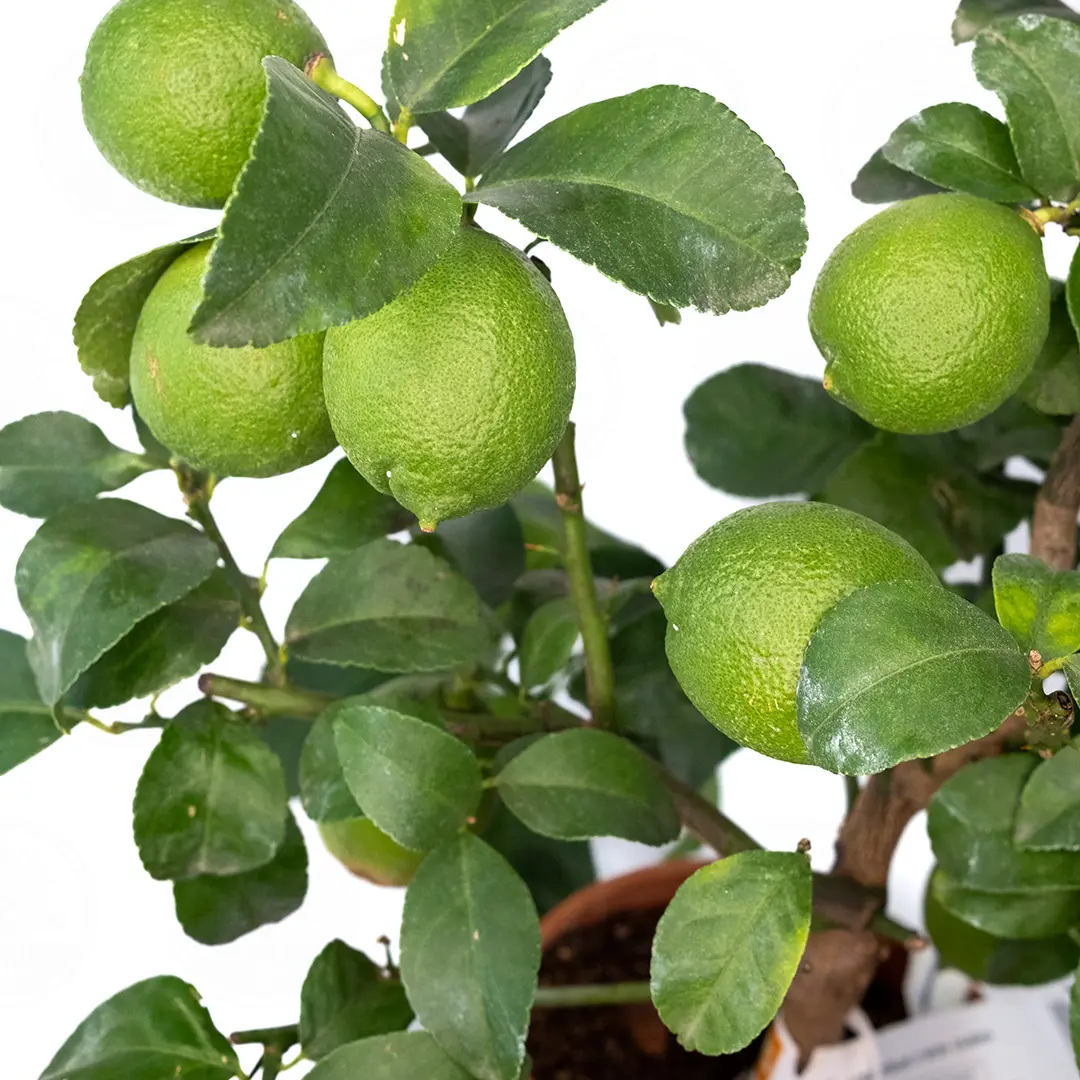 Лимон Марина ди Палмензе / Lemon Marina di Palmense — цитрусовое растение, детальное фото
