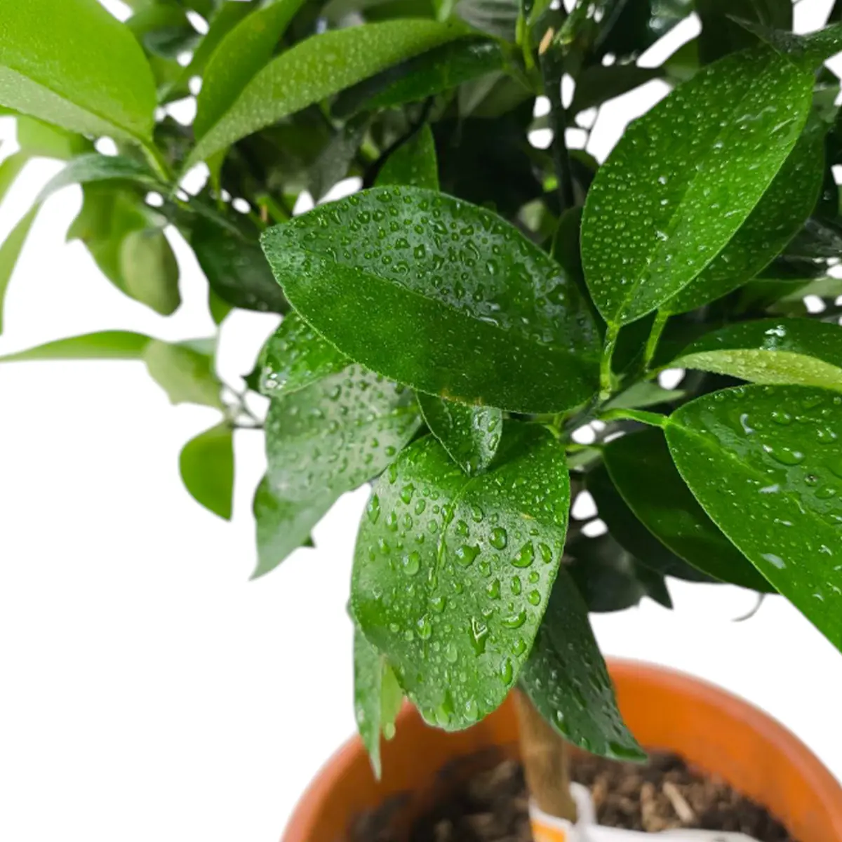 Гибрид Маргарита х Рука Будды / Fortunella margarita × Citrus medica var. — цитрусовое растение, детальное фото
