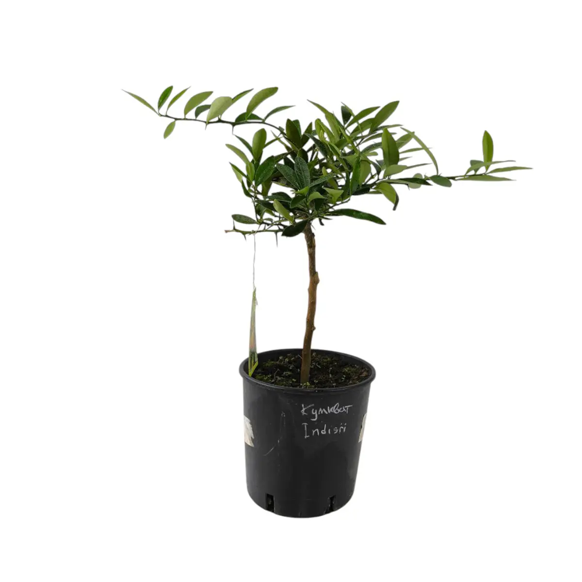 Кумкват Индисии / Kumquat Indisii — цитрусовое растение, детальное фото
