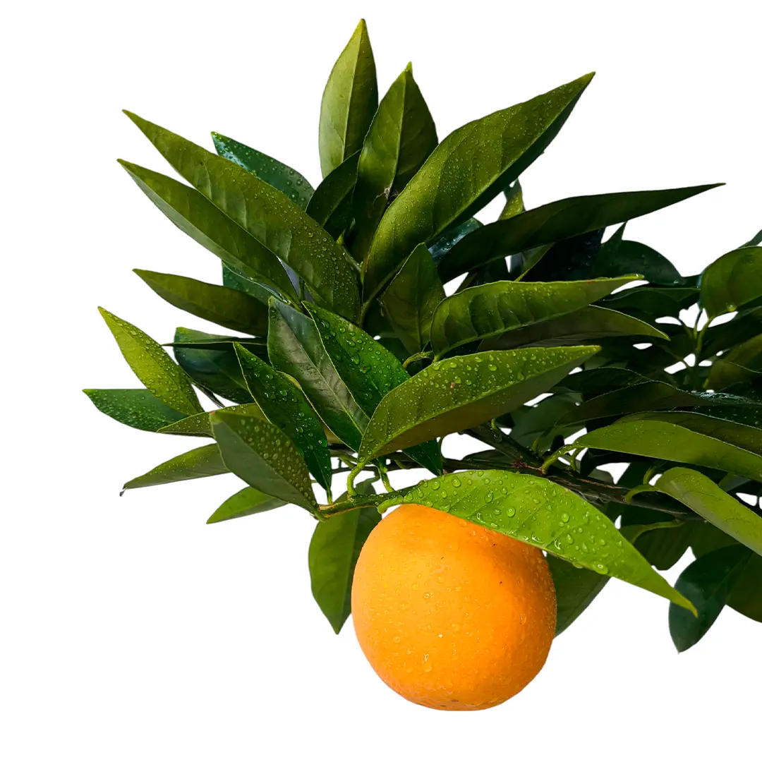 Апельсин Моро нуцеллярный / Orange Moro — цитрусовое растение, детальное фото
