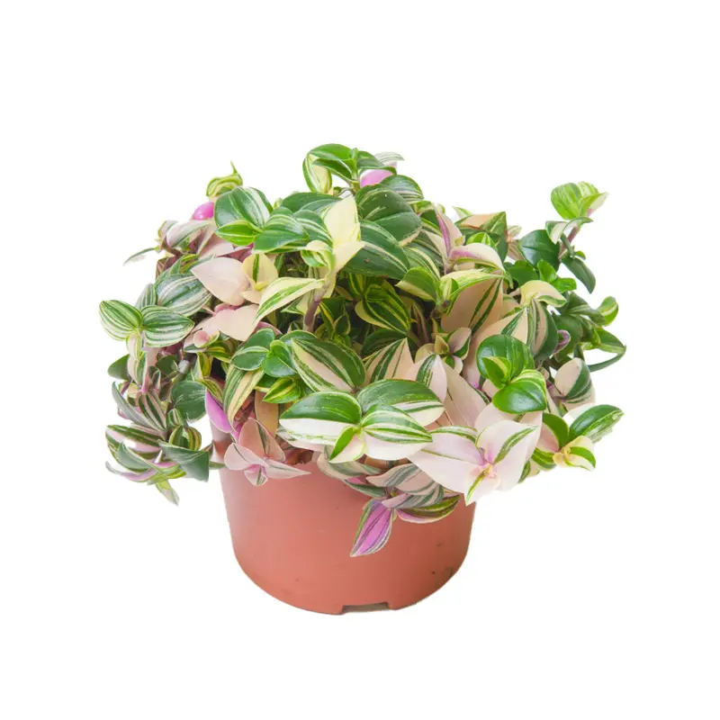 Традесканция  квадриколор / Tradescantia fluminensis Quadricolor купить