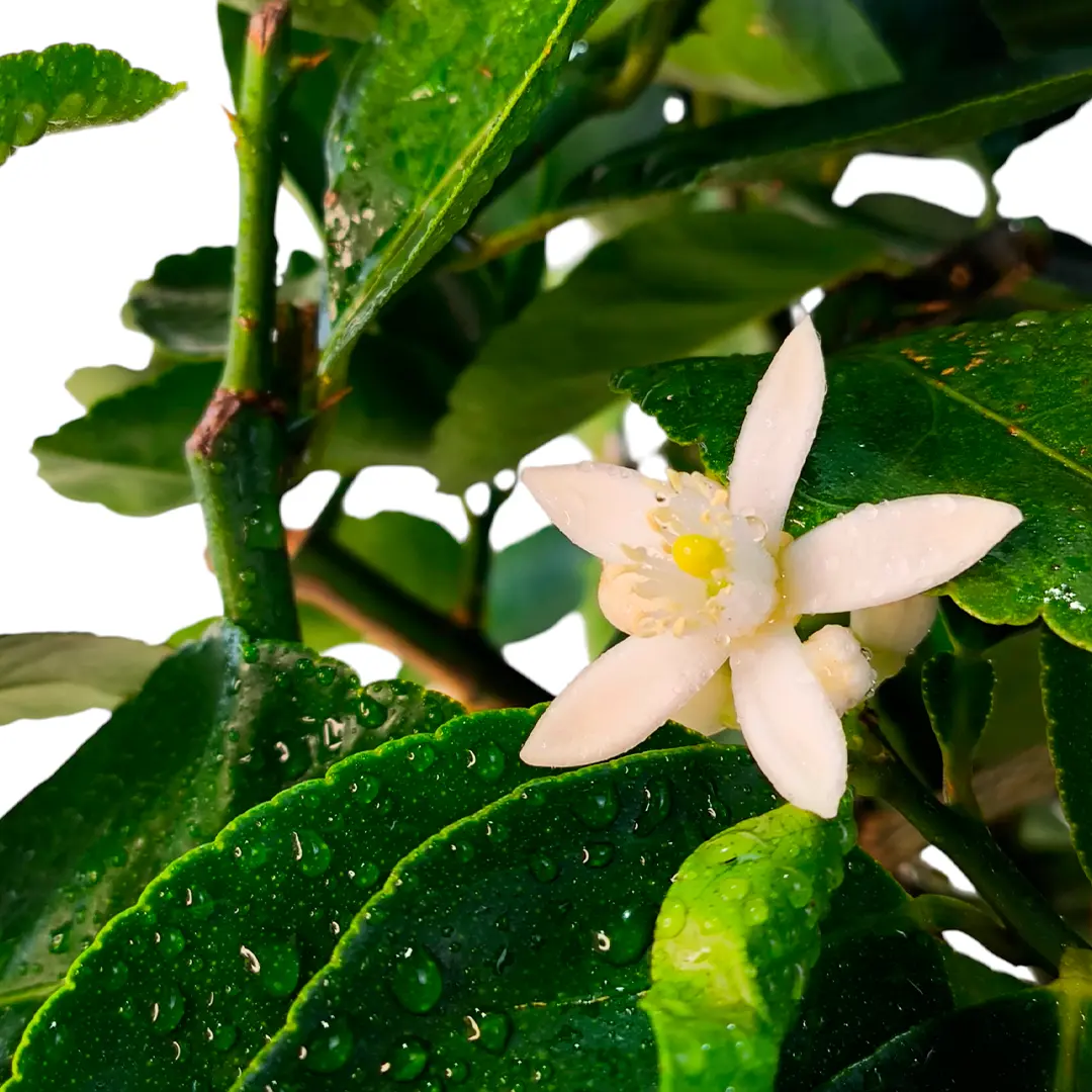 Лайм Таити / Lime Tahitian — цитрусовое растение, детальное фото
