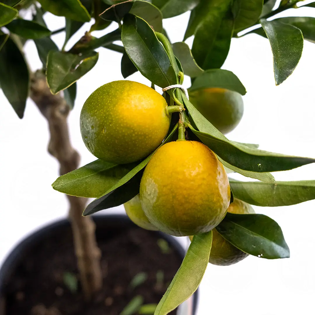 Кумкват Тондо / Kumquat Tondo — цитрусовое растение, детальное фото
