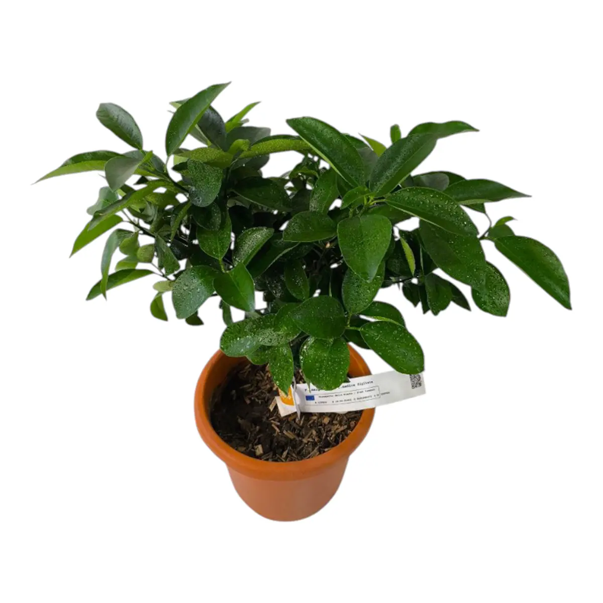 Гибрид Маргарита х Рука Будды / Fortunella margarita × Citrus medica var. — цитрусовое растение, детальное фото
