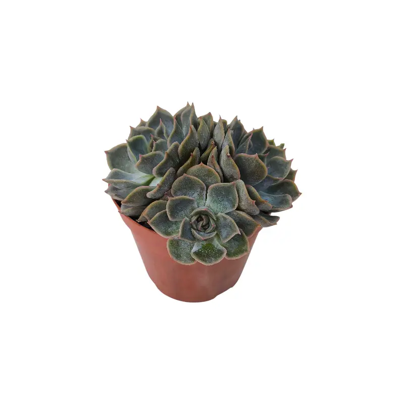 Эхеверия Фиона / Echeveria Fiona купить
