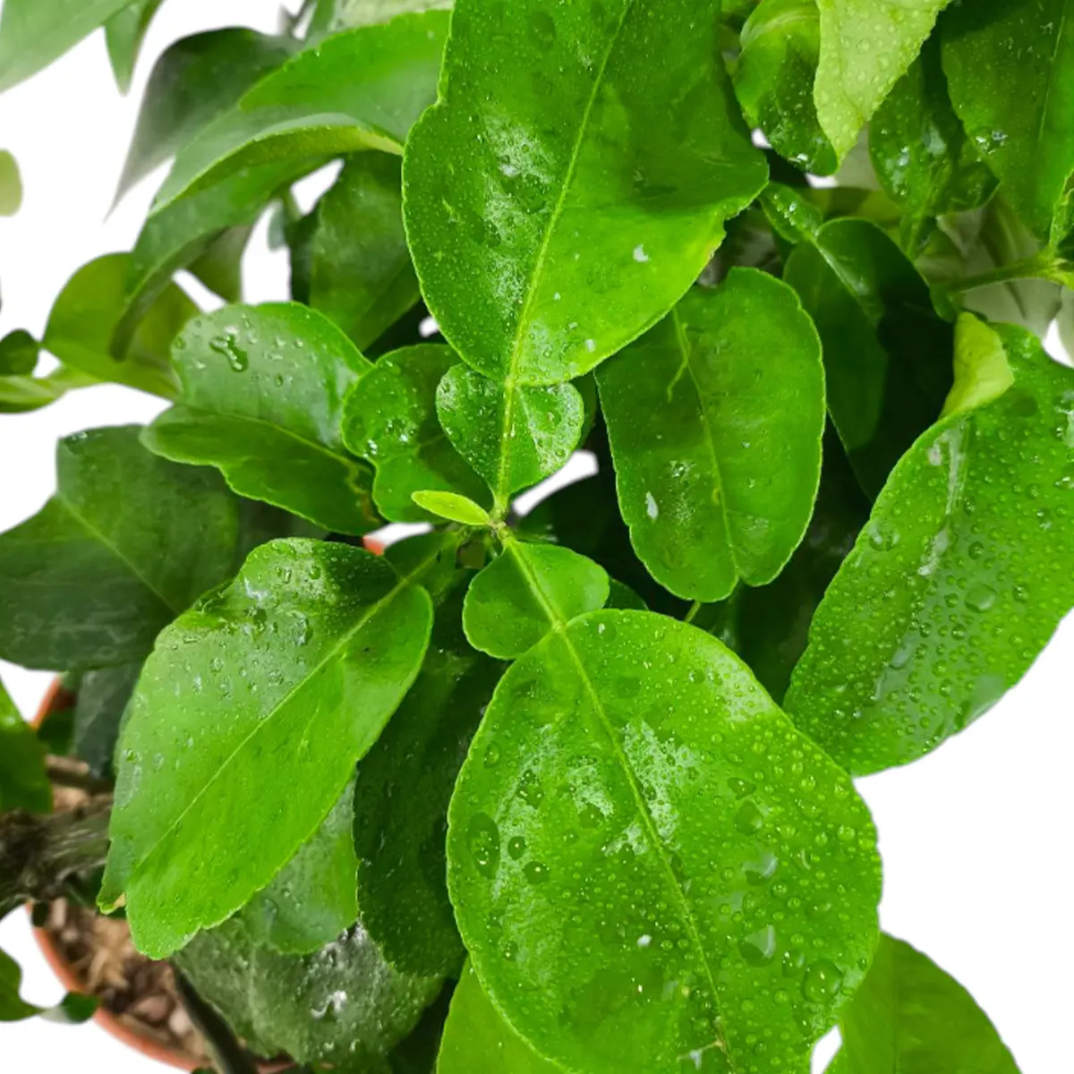 Грейпфрут Редблаш / Grapefruit Redblush — цитрусовое растение, детальное фото

