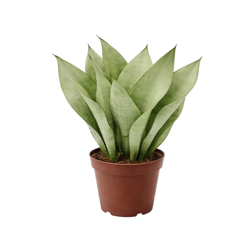 Dracaena trifasciata Moonshine серебристые листья