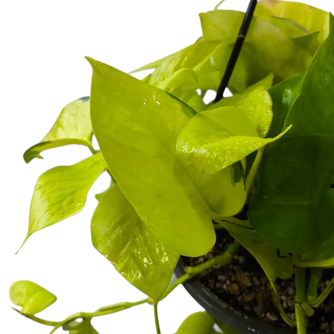 Эпипремнум Голден Потос / Epipremnum pinnatum Golden Pothos купить