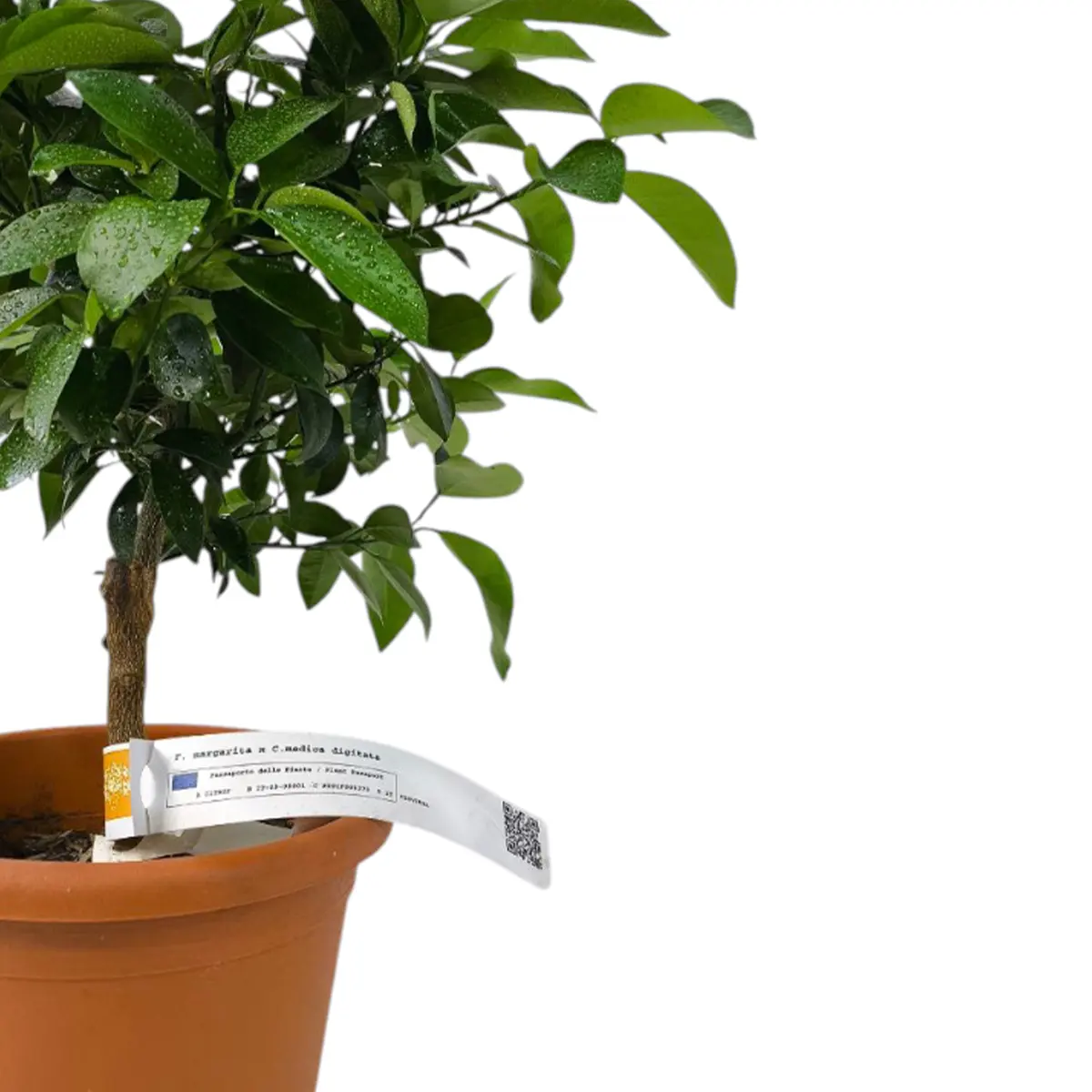 Гибрид Маргарита х Рука Будды / Fortunella margarita × Citrus medica var. — цитрусовое растение, детальное фото
