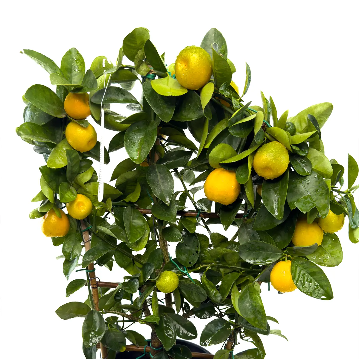 Кумкват Обовата на шпалере / Kumquat Obovata — цитрусовое растение, детальное фото
