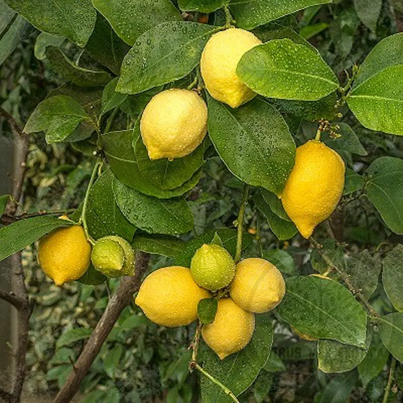 Лимон Фрутто пикколо / Lemon Frutto piccolo — цитрусовое растение, детальное фото
