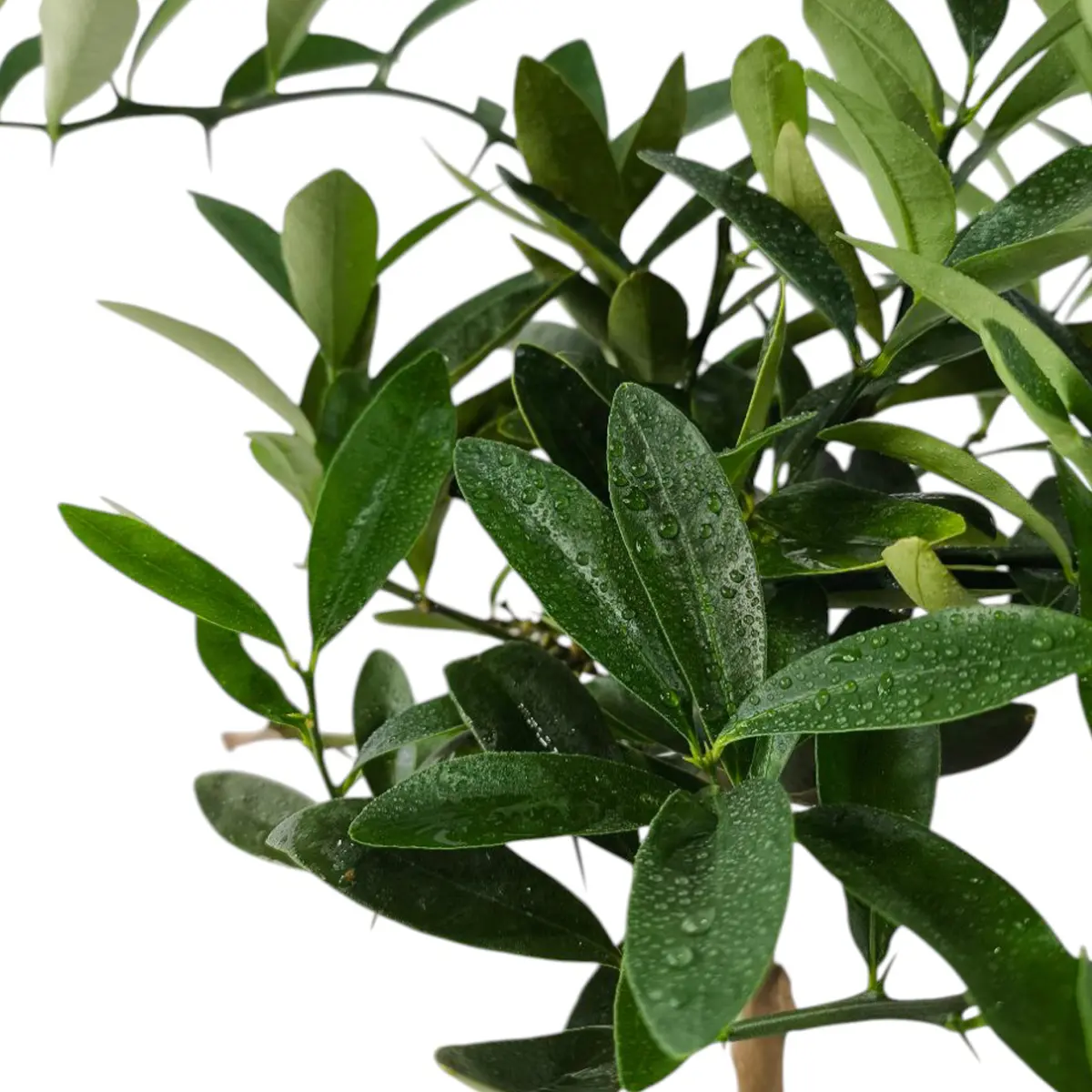 Кумкват Индисии / Kumquat Indisii — цитрусовое растение, детальное фото
