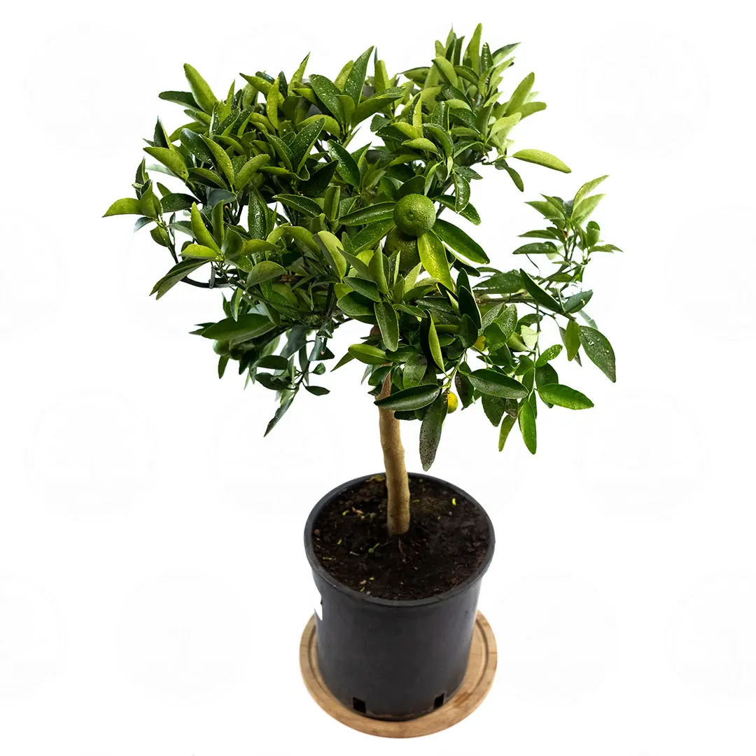 Кумкват Кукле / Kumquat Kucle — цитрусовое растение, детальное фото
