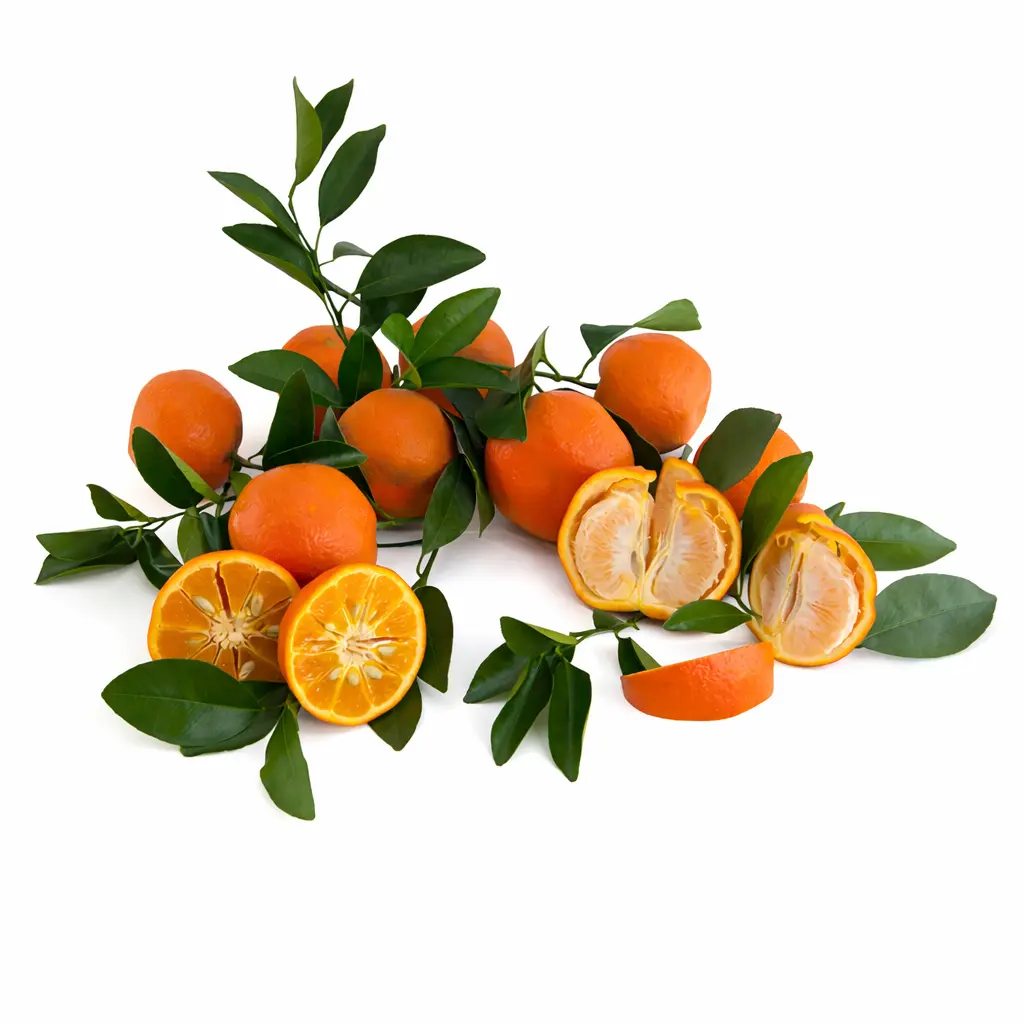 Танжерин Парсон Спэшл / Tangerine Parson's Special — цитрусовое растение, детальное фото
