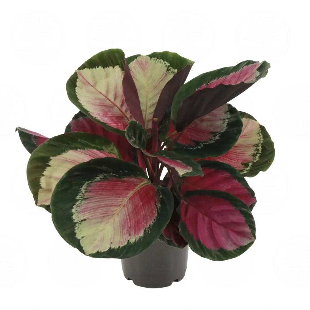 Калатея Розеопикта Рози, Роуз Ред / Calathea Roseopicta Rosy купить