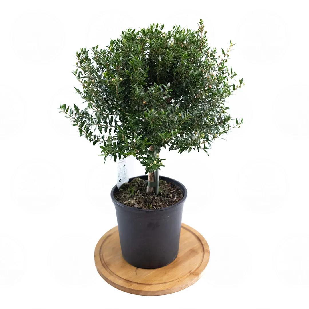 Мирт обыкновенный / Myrtus Communis купить