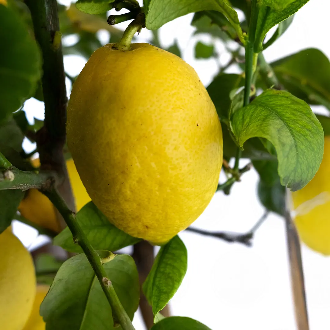 Лимон Лунарио 435 / Lemon Lunario 435 — цитрусовое растение, детальное фото
