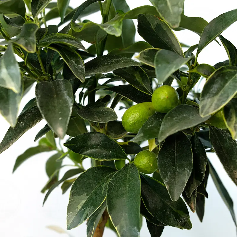 Кумкват Маргарита вариегатный / Kumquat Margarita — цитрусовое растение, детальное фото
