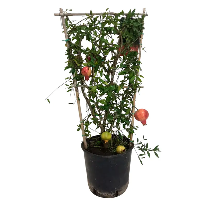 Гранат Нана на шпалере / Punica granatum Nana