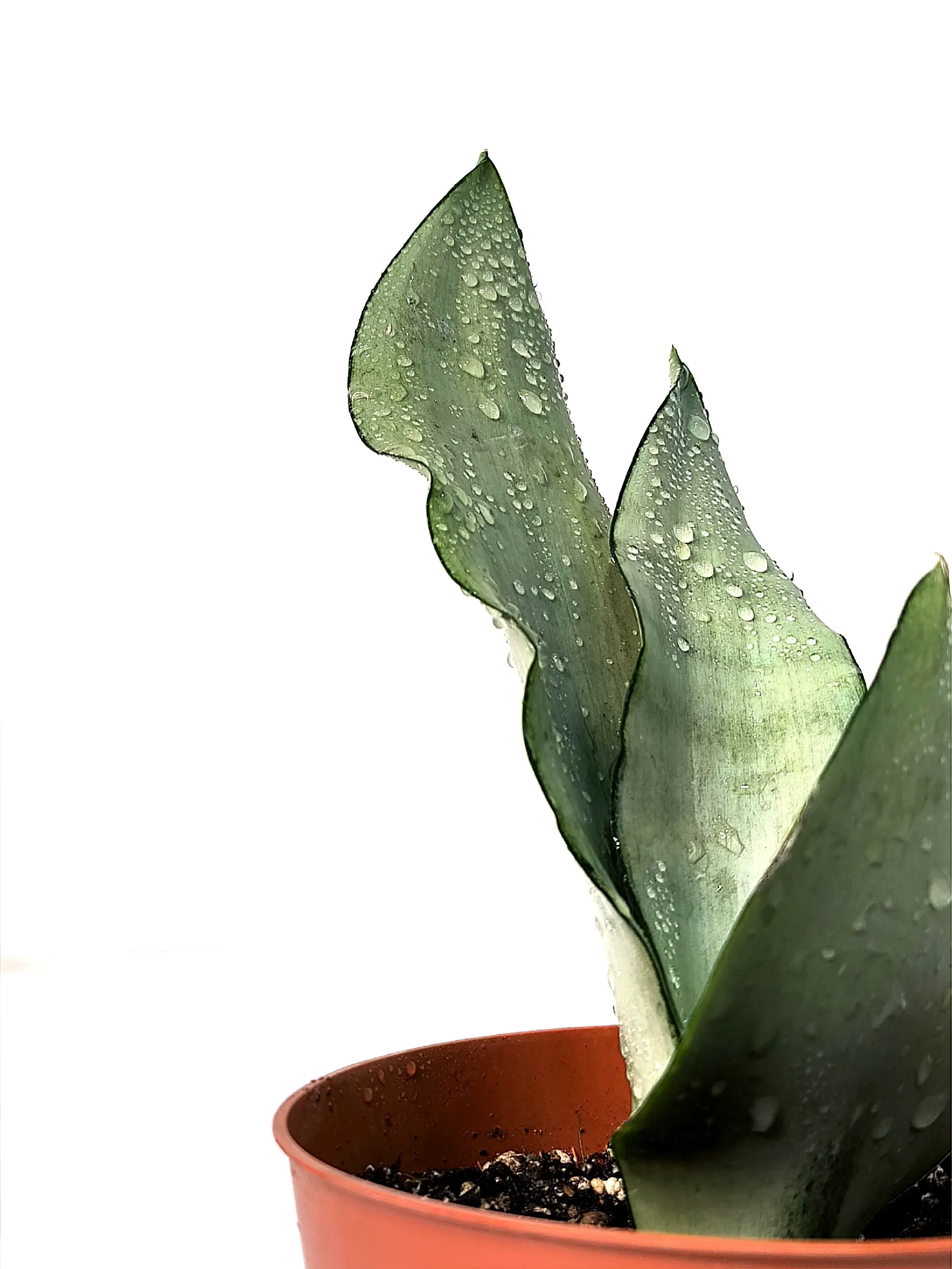 Dracaena trifasciata Moonshine серебристые листья