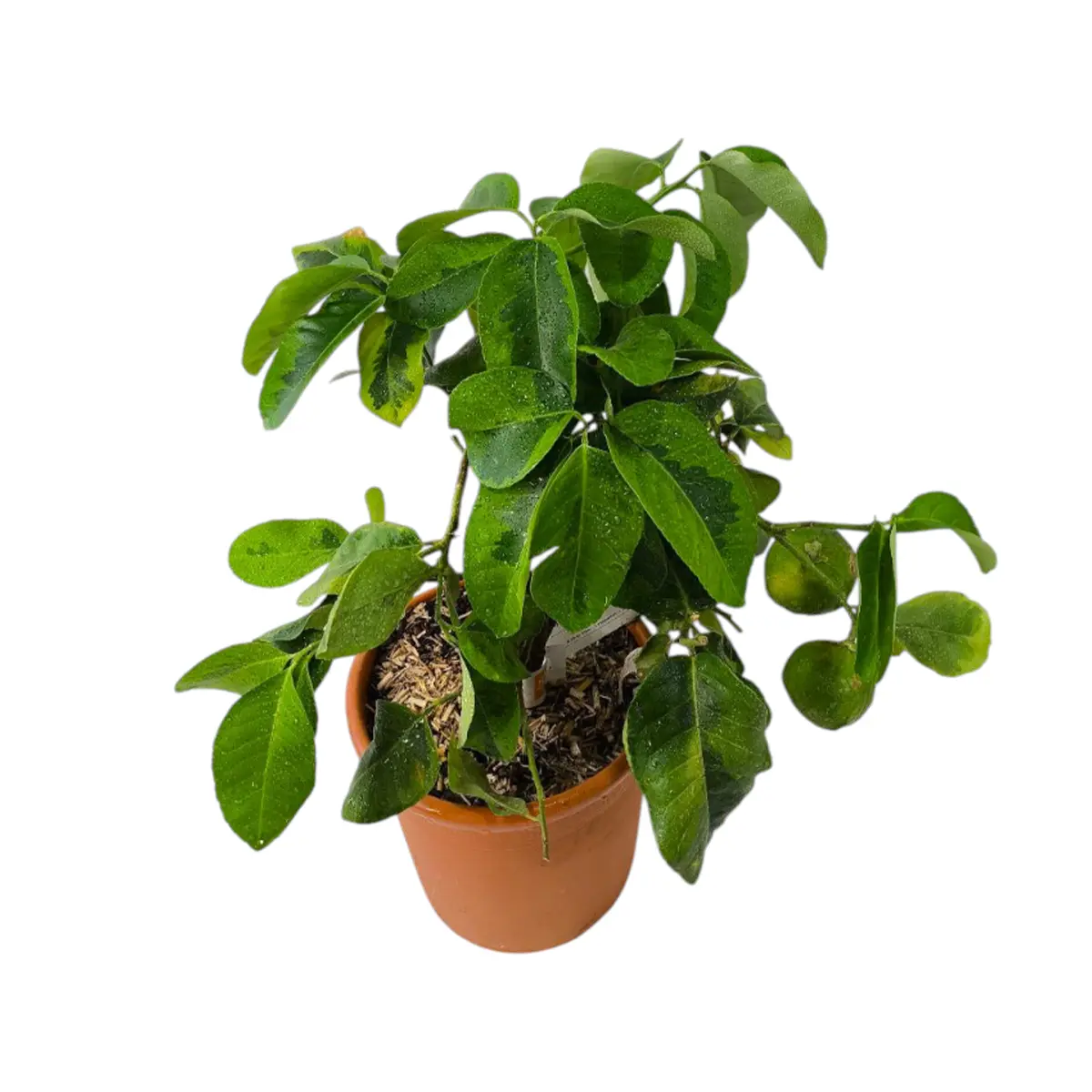 Цитрон вариегатный / Citrus medica variegatis — цитрусовое растение, детальное фото
