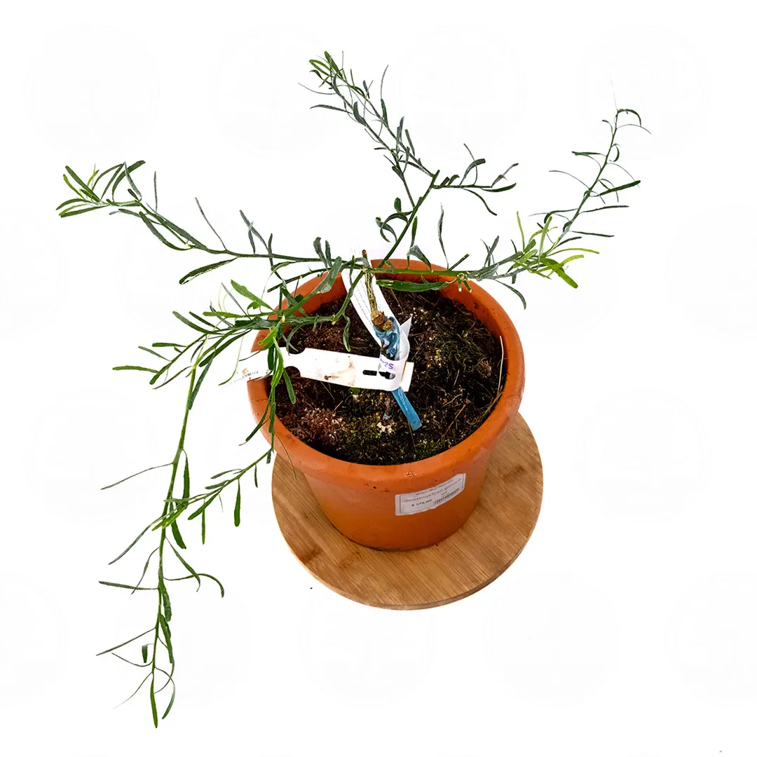 Микроцитрус "Глаука" / Пустынный лайм / Eremocitrus glauca — цитрусовое растение, детальное фото

