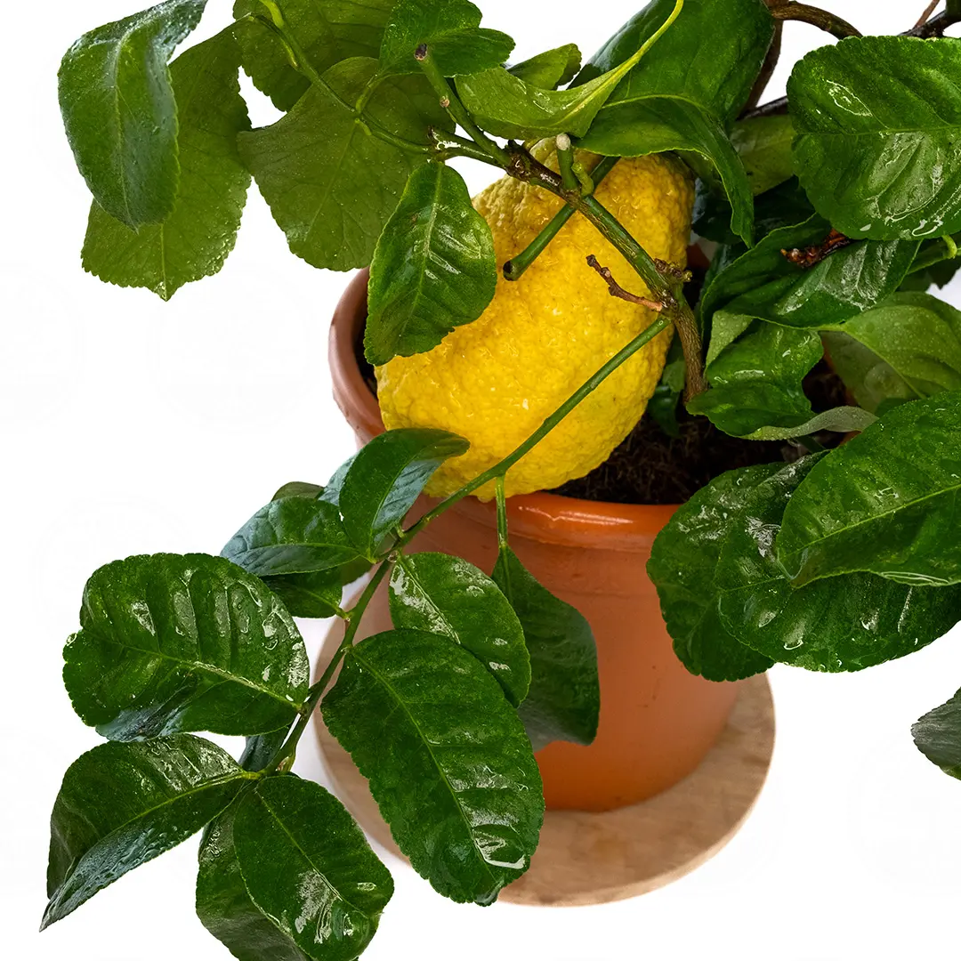 Лимон Сфатафора / Lemon Spatafora — цитрусовое растение, детальное фото
