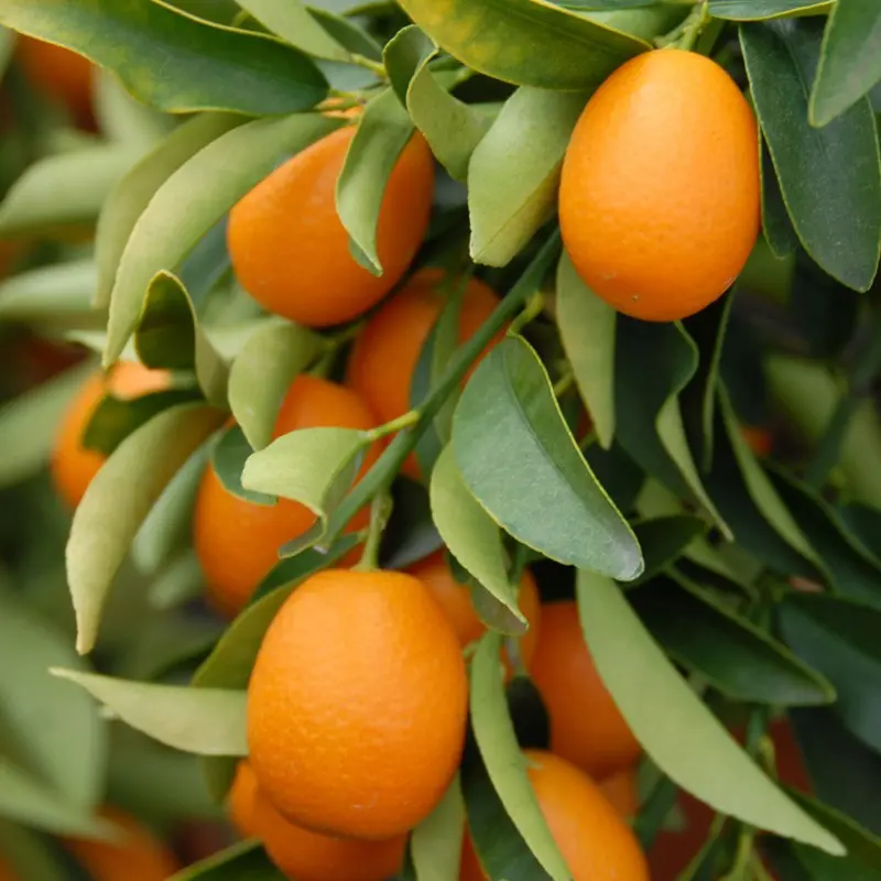 Кумкват Мейва / Kumquat Meiwa — цитрусовое растение, детальное фото
