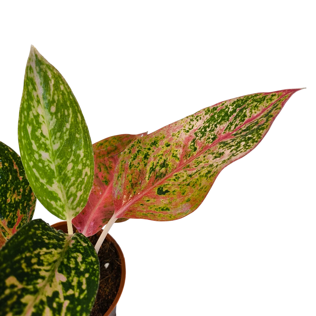 Аглаонема Руби Супер Пинк / Aglaonema 'Ruby Super Pink купить