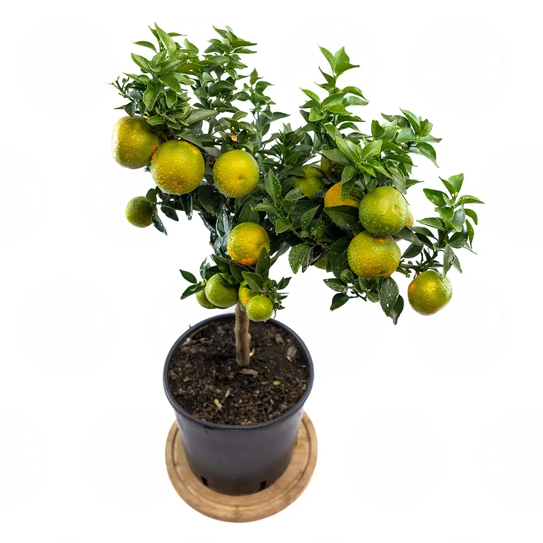 Померанец Чинотто / Bitter Orange Chinotto — цитрусовое растение, детальное фото
