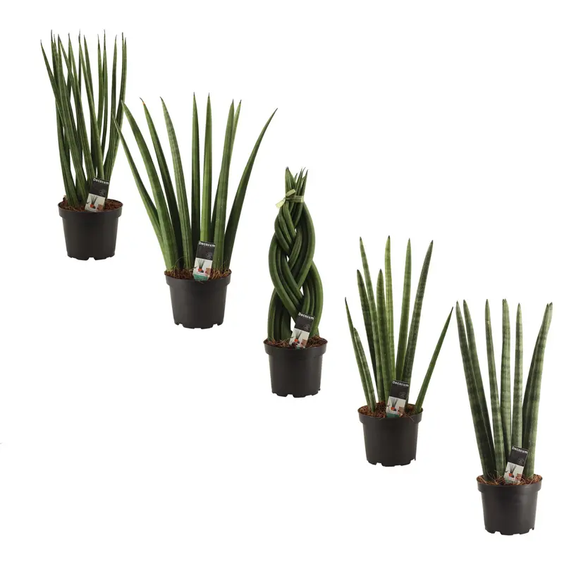 Сансевиерия люкс Mix/ Sansevieria Luxury Mix купить