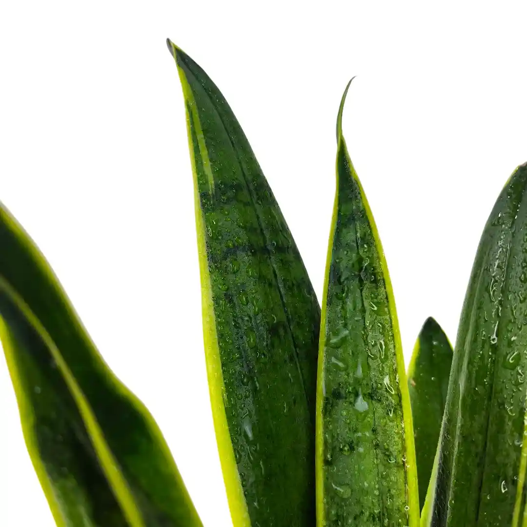 Сансевиерия Уайт Тайгер/ Sansevieria White Tiger купить