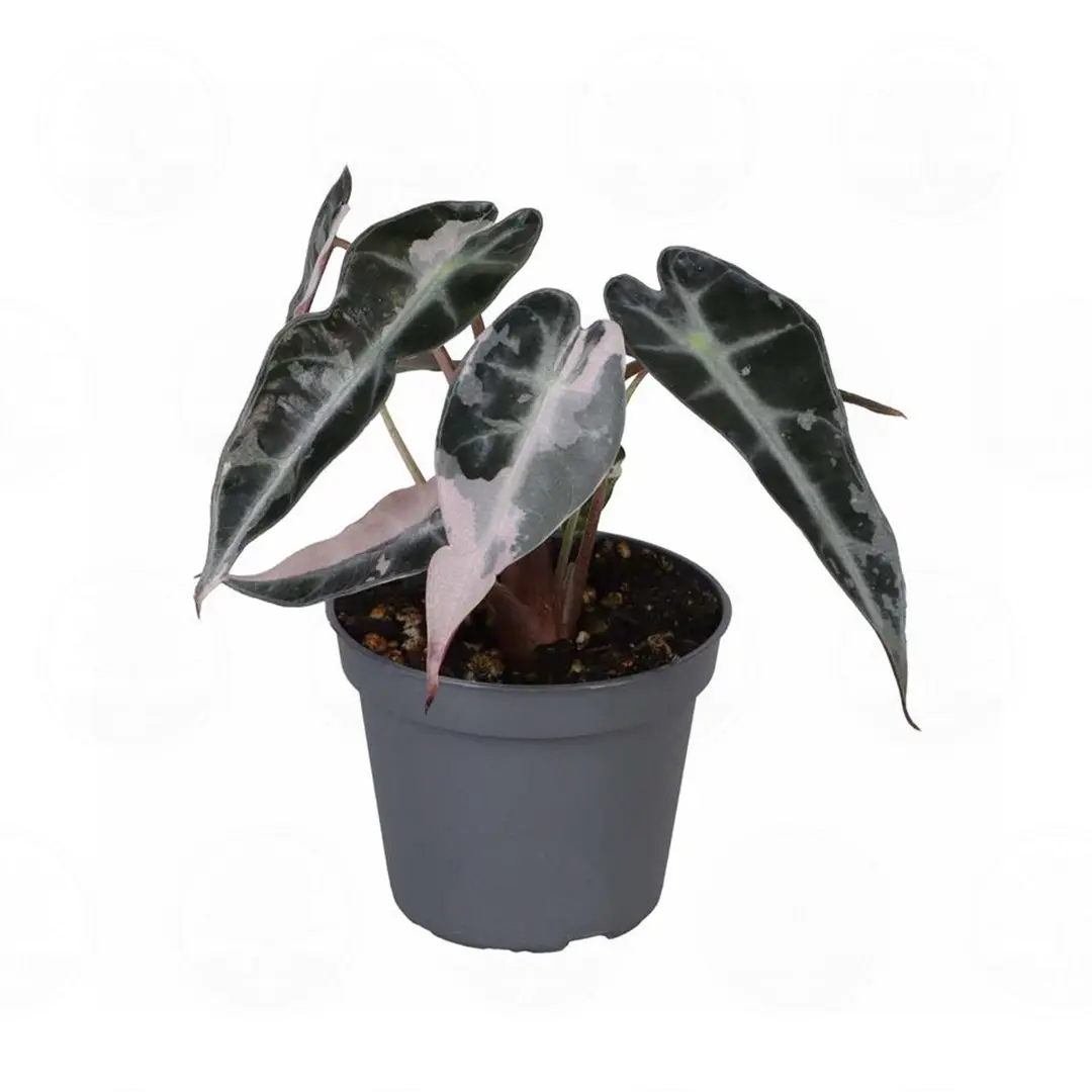 Алоказия 'Bambino Pink Variegata' купить