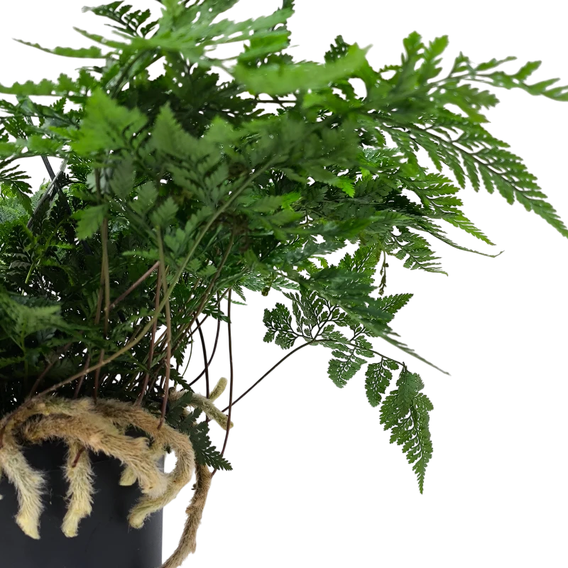 Даваллия купить