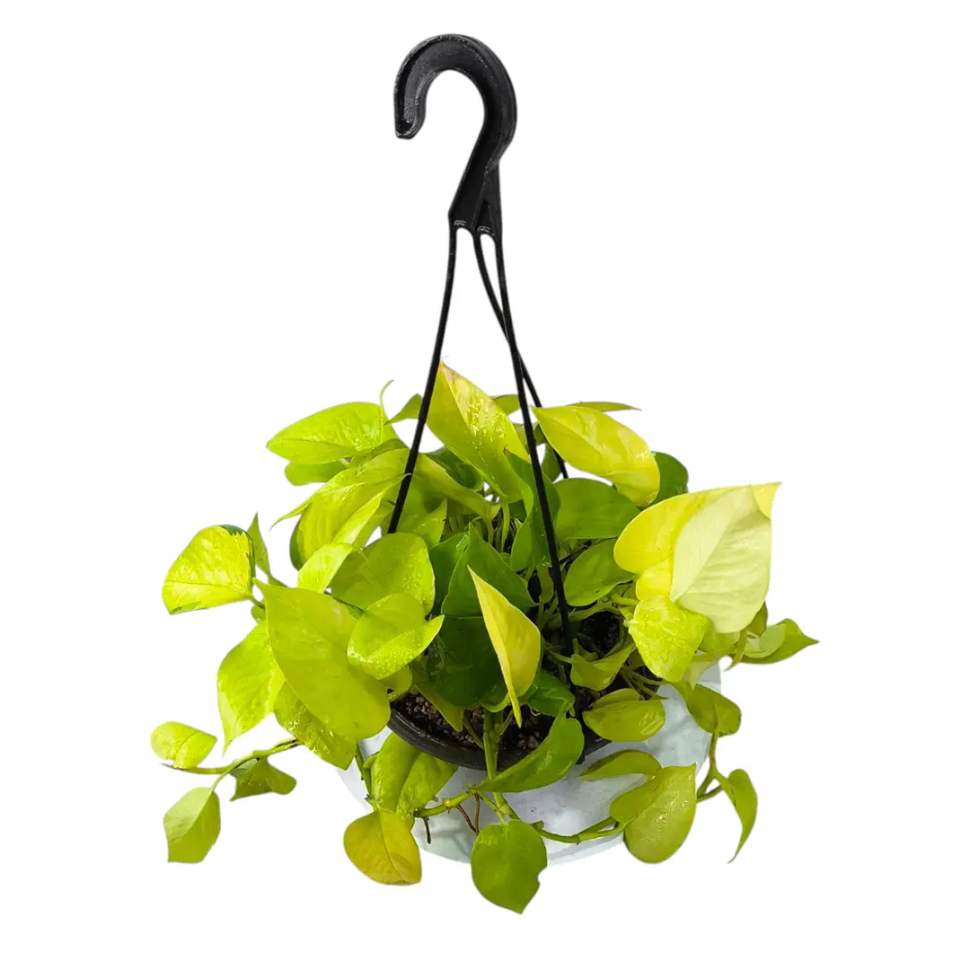 Эпипремнум Голден Потос / Epipremnum pinnatum Golden Pothos купить