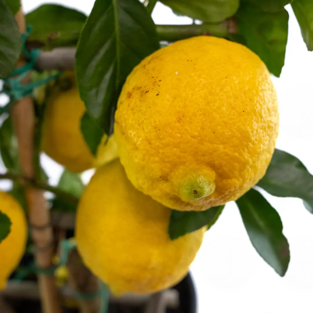 Лимон шпалера / Lemon — цитрусовое растение, детальное фото
