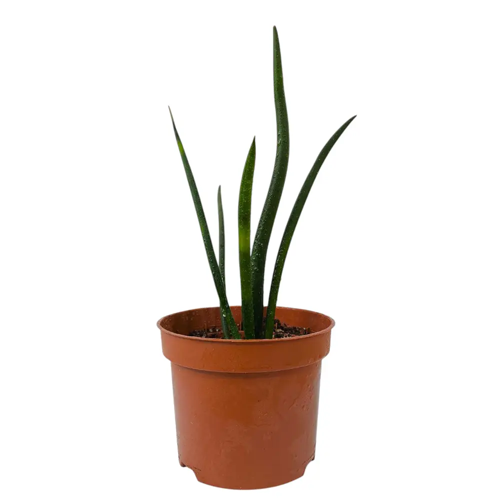 Сансевиерия цилиндрика / Sansevieria Cylindrica купить