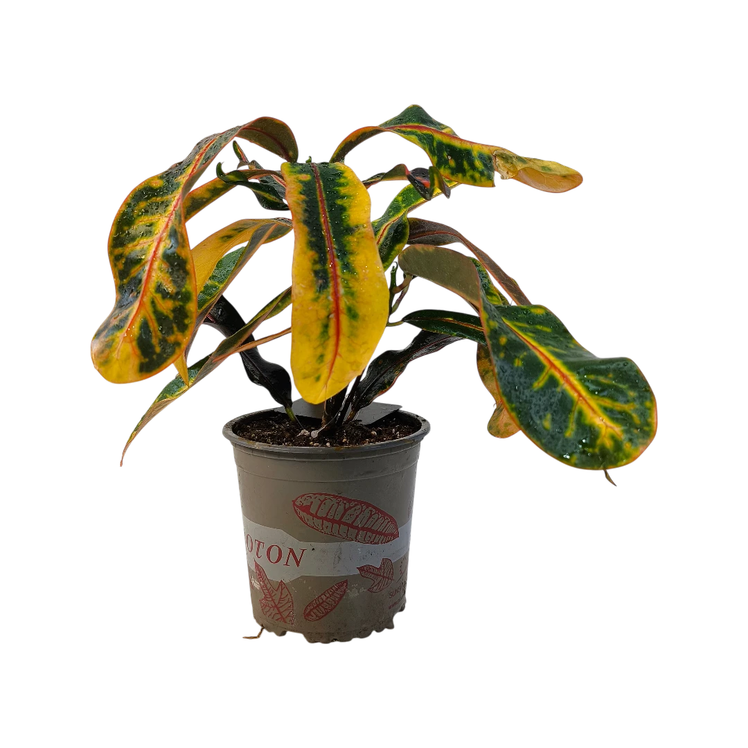 Кодиеум Гуаябо / Codiaeum Guayabo купить