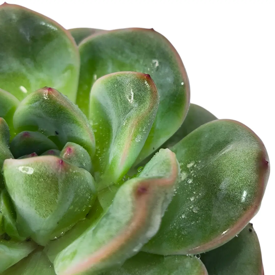 Эхеверия Строберри / Echeveria Strawberry Ice, Strawberry Jam купить