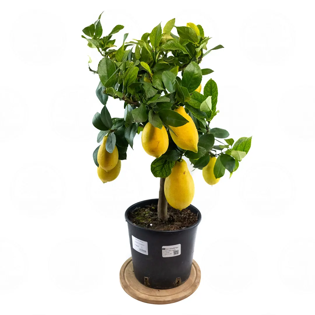 Лимон Лунарио / Lemon Lunario — цитрусовое растение, детальное фото
