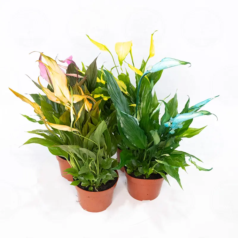 Спатифиллум Чопин / Spathiphyllum Chopin купить