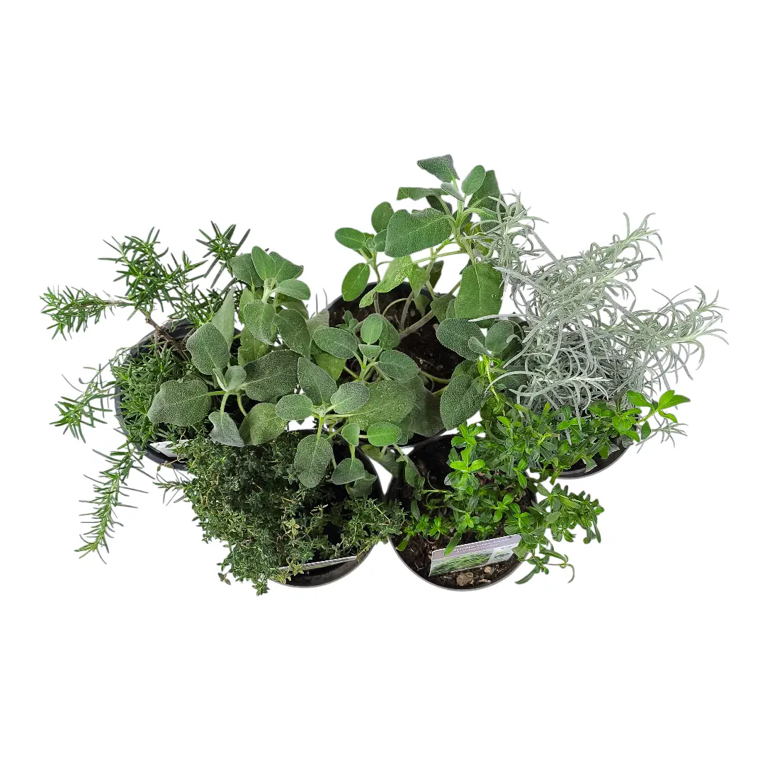 Пряные травы микс / Herb Mix купить