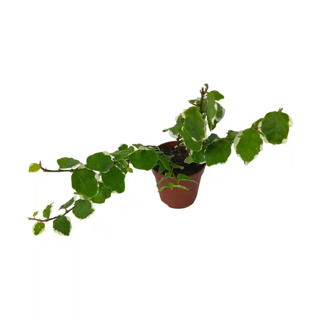 Фикус Пумила Вайт Санни /Ficus pumila White Sunny купить