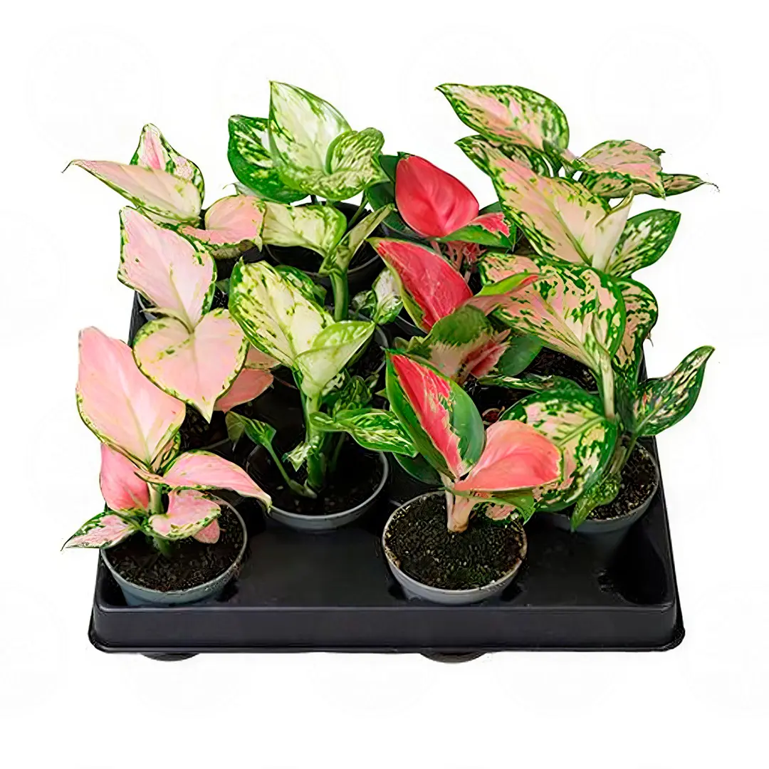 Аглаонема Mix / Aglaonema Mix купить