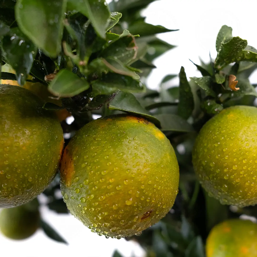 Померанец Чинотто / Bitter Orange Chinotto — цитрусовое растение, детальное фото
